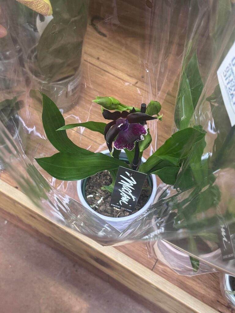 π¨πΈ CODE RED ORCHID PEOPLE πΈπ¨ π¨πΈ CODE RED ORCHID PEOPLE πΈπ¨
