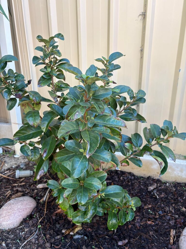 What’s wrong with my viburnum? What’s wrong with my viburnum?