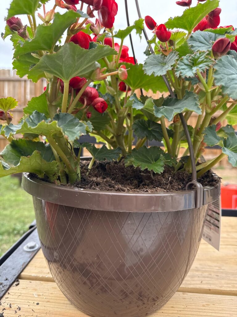 Propagating begonia? Propagating begonia?