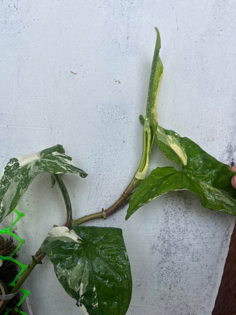 Why my syngonium albo has creamy leaf after the white leaf? Why my syngonium albo has creamy leaf after the white leaf?
