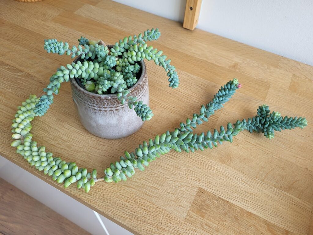 “Long tail” burrito, repot or not? "Long tail" burrito, repot or not?