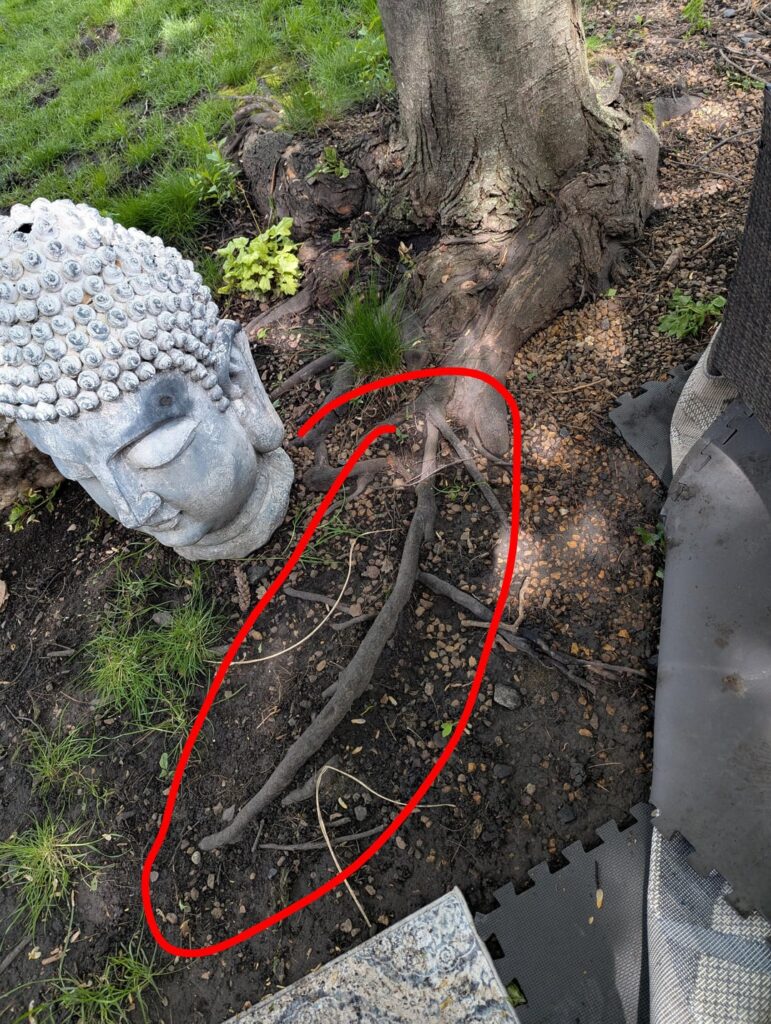 Can I cut this root for a patio?