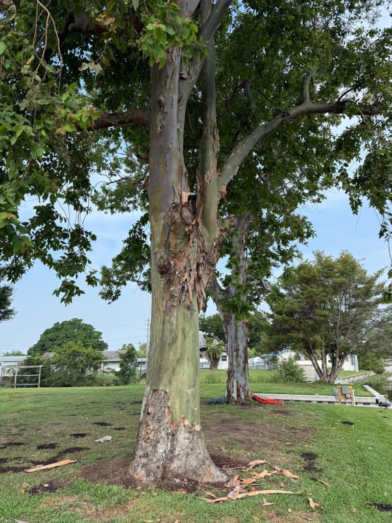 Eucalyptus Tree