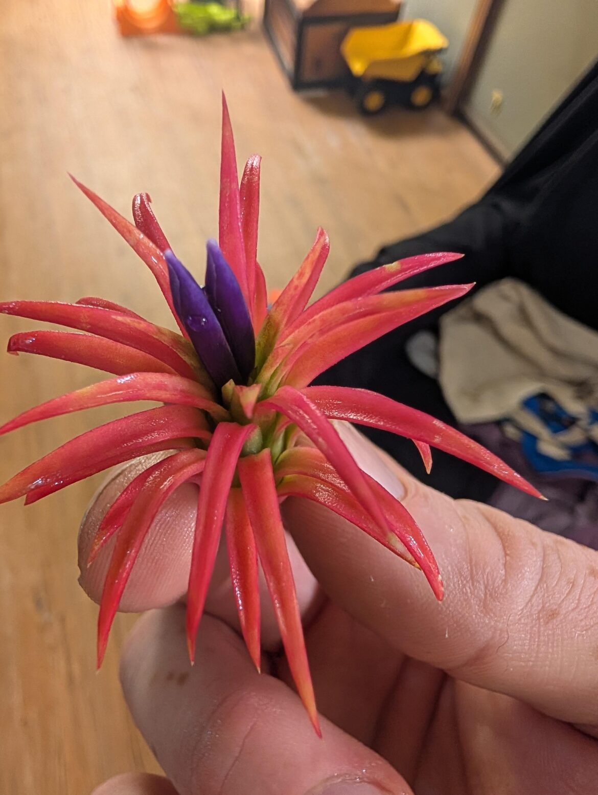 What a blush and Bloom! What a blush and Bloom!