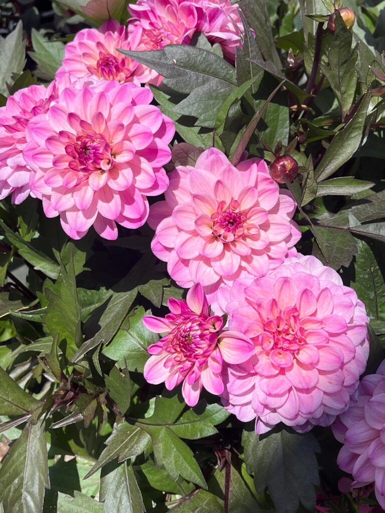 Daily dose of beauty at work