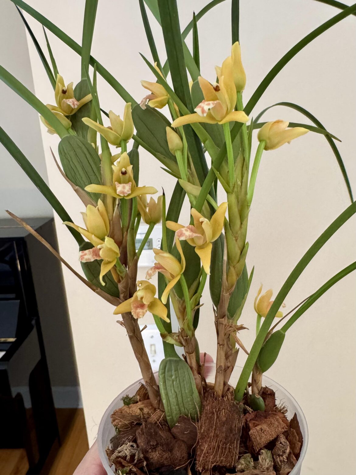 Little Maxillaria Tenuifolia Yamada with lots of flowers