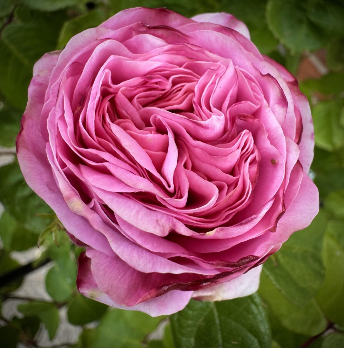 My English tea rose