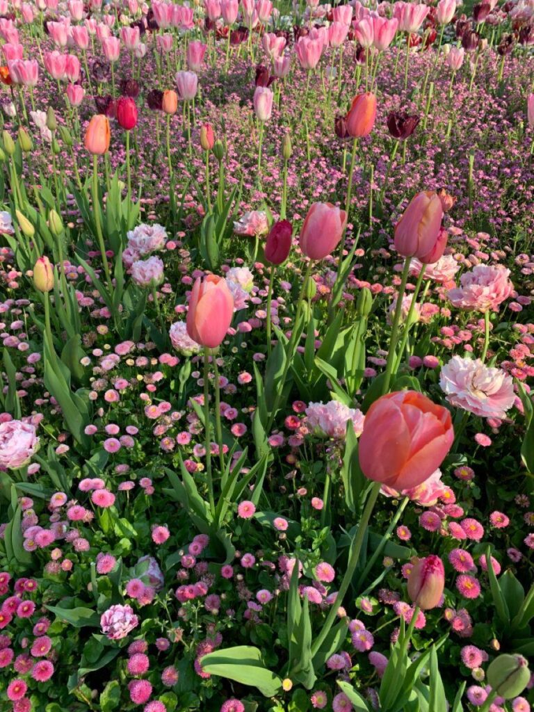 Nice flowers