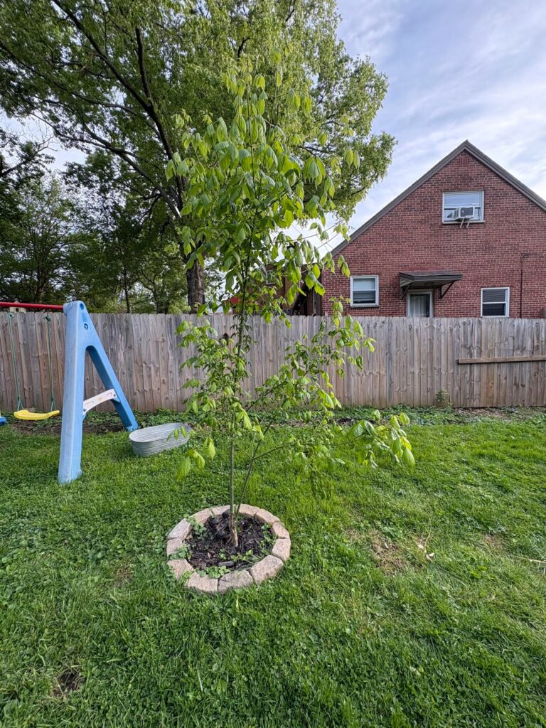 Tree help Tree help