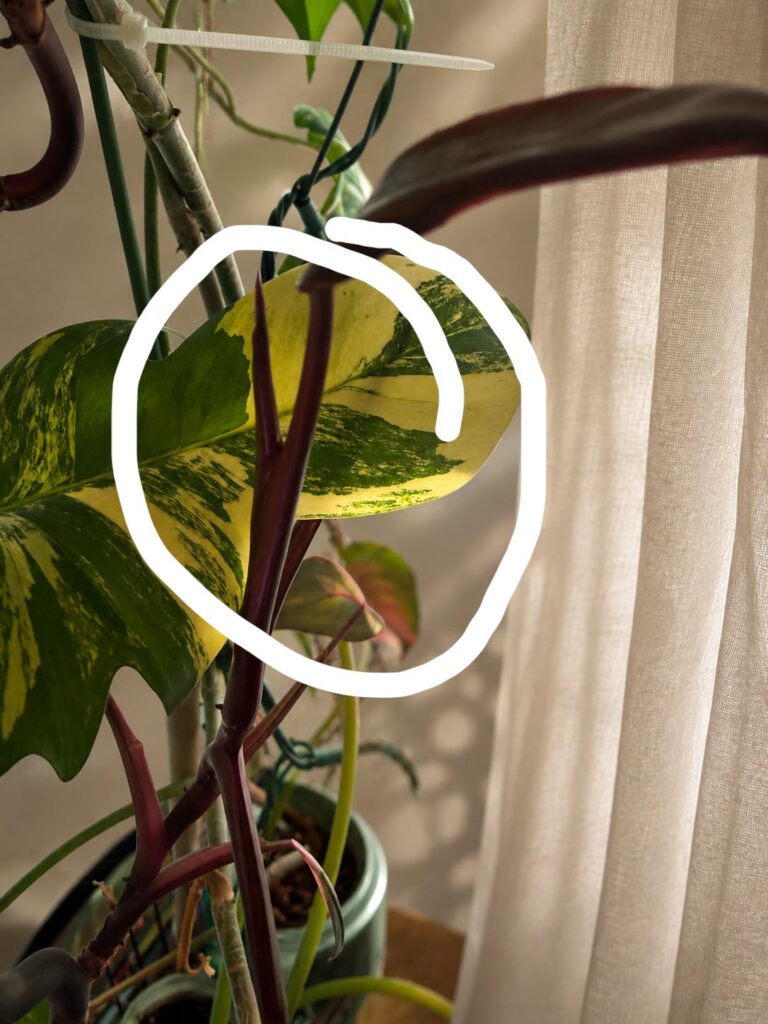 Leaf Unfurling Directly Behind Another Leaf?!