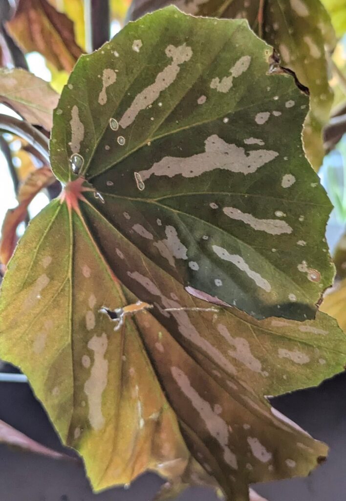 Advice please