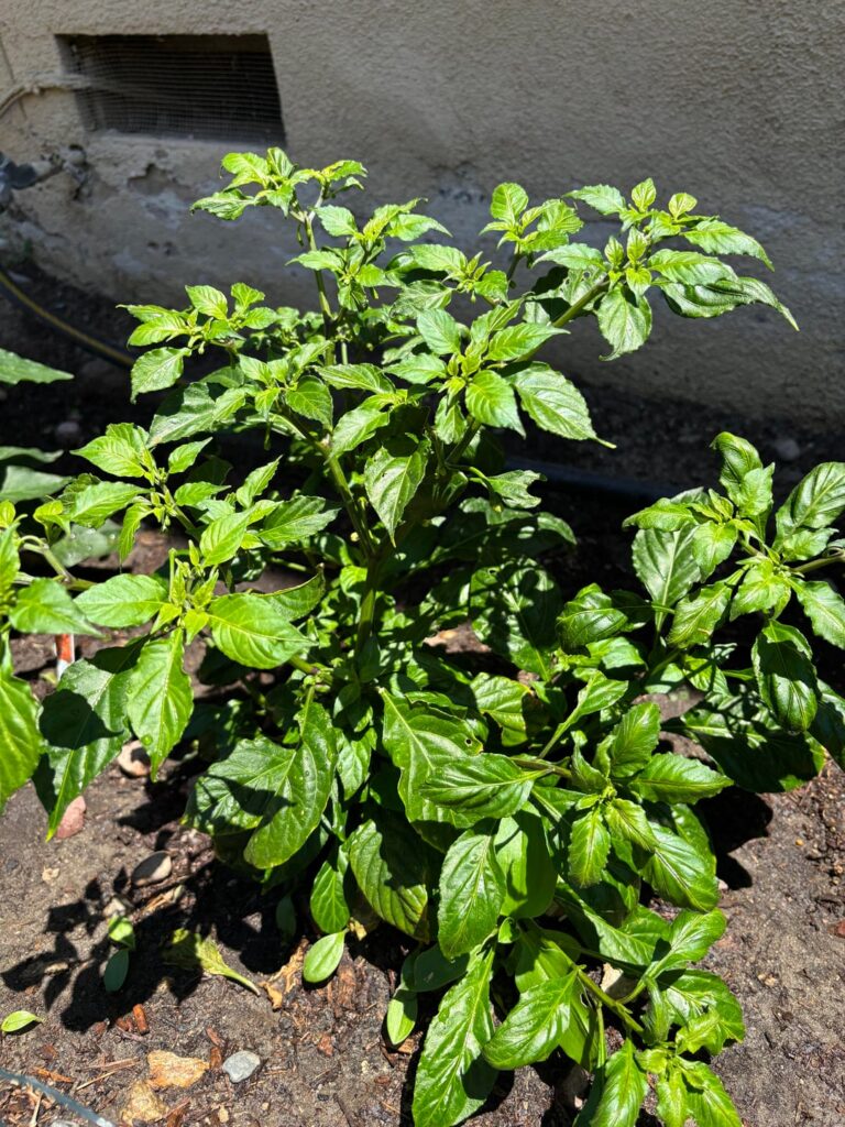 Is this Ghost Pepper Overwatered? Is this Ghost Pepper Overwatered?