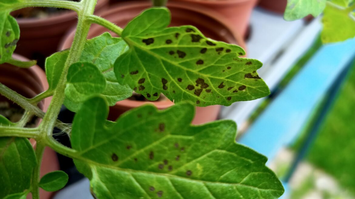 Black spots, Septoria or bacteria?