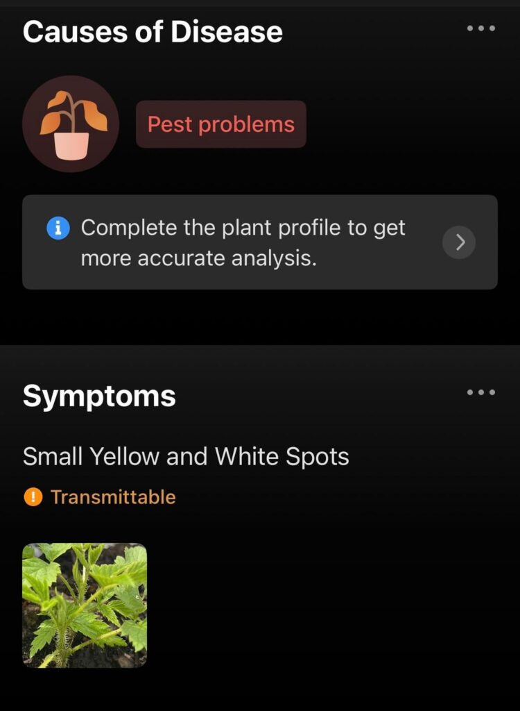 Does this black raspberry plant look unhealthy?