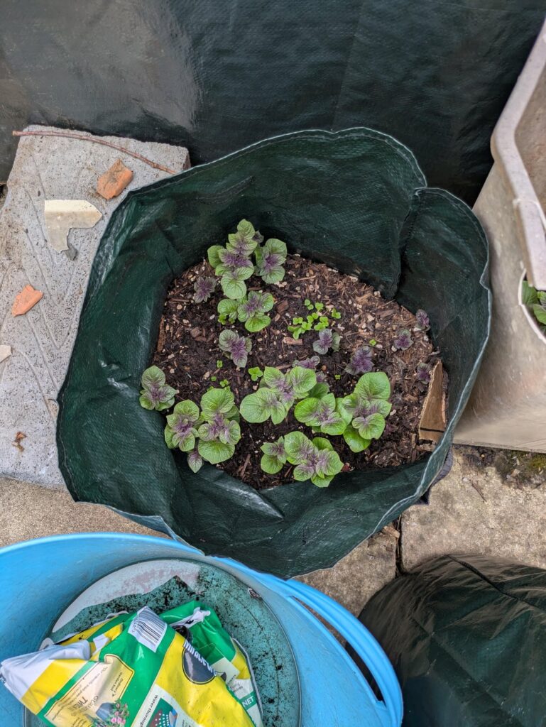 Didn't expect red potatoes to have purple leaves!