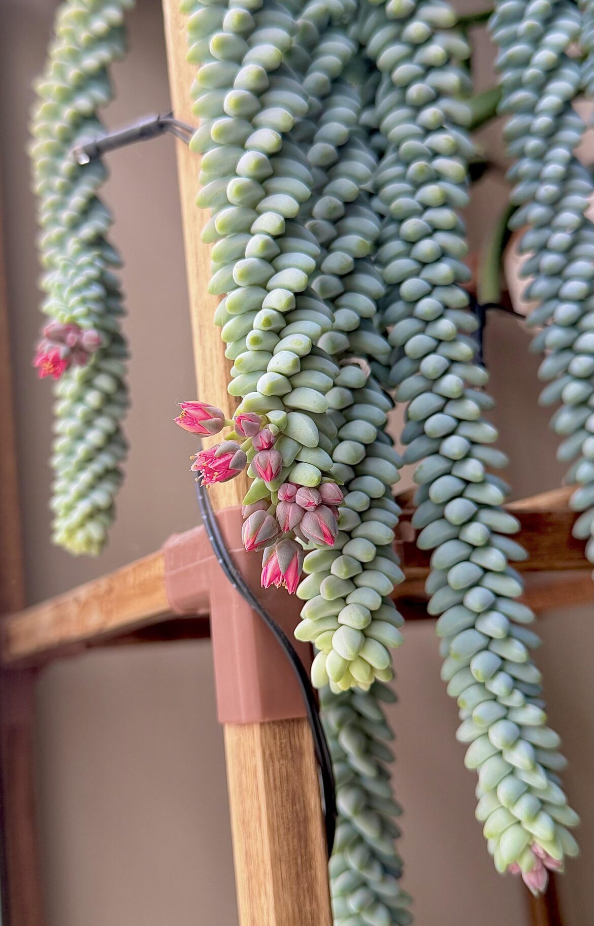 Burro tail in bloooom 😍 🌺
