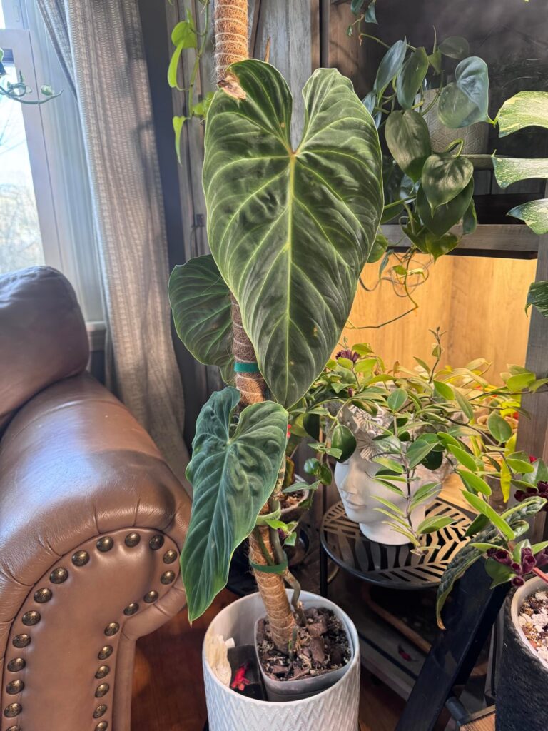 Air layered and now new leaf is dying