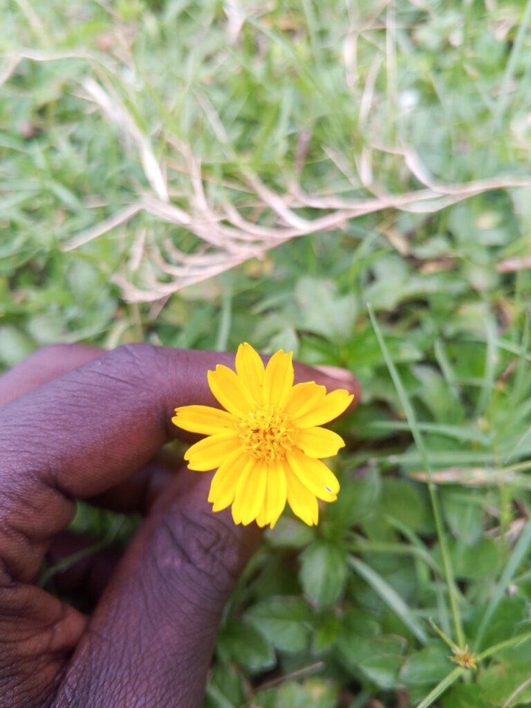 Kenya 🇰🇪 flower