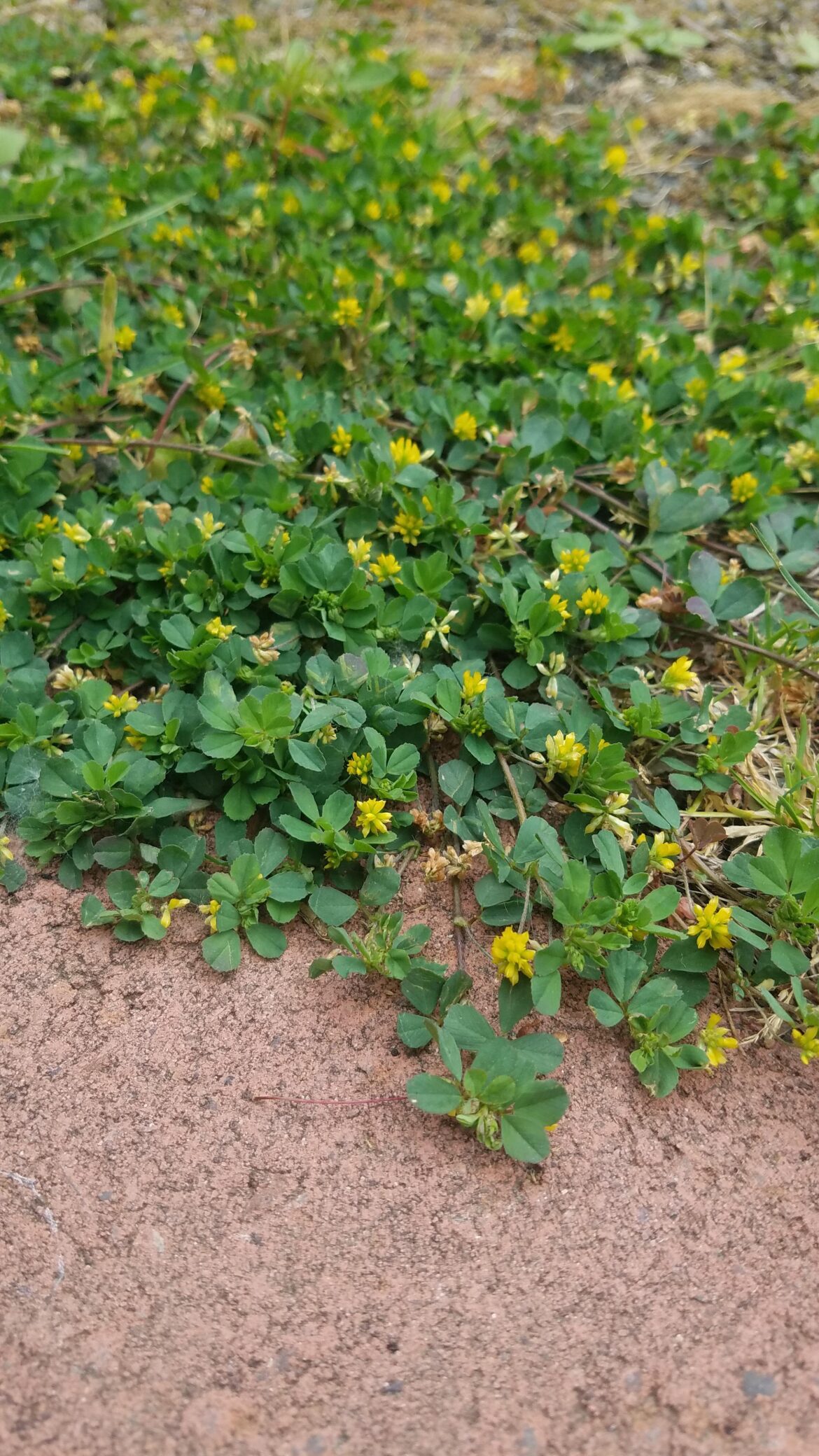 What is this delightful ground cover?