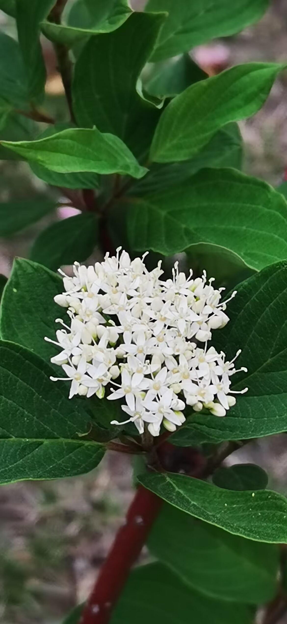 White ball flower popping out of green leaves