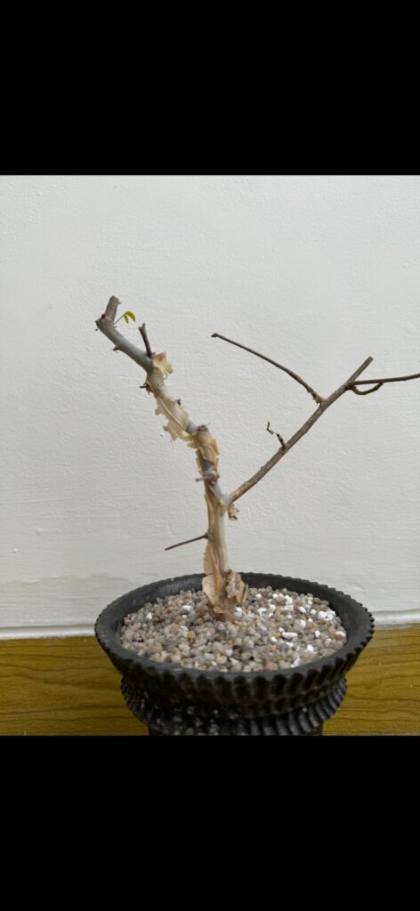 Commiphora Kataf
