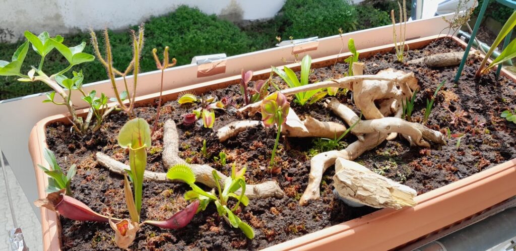 Built my first little bog. (1 month old)