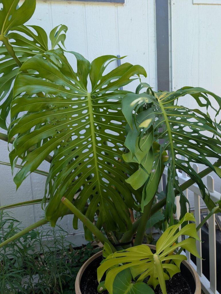 Absolute monster sized new leaf (pitcher for size reference)