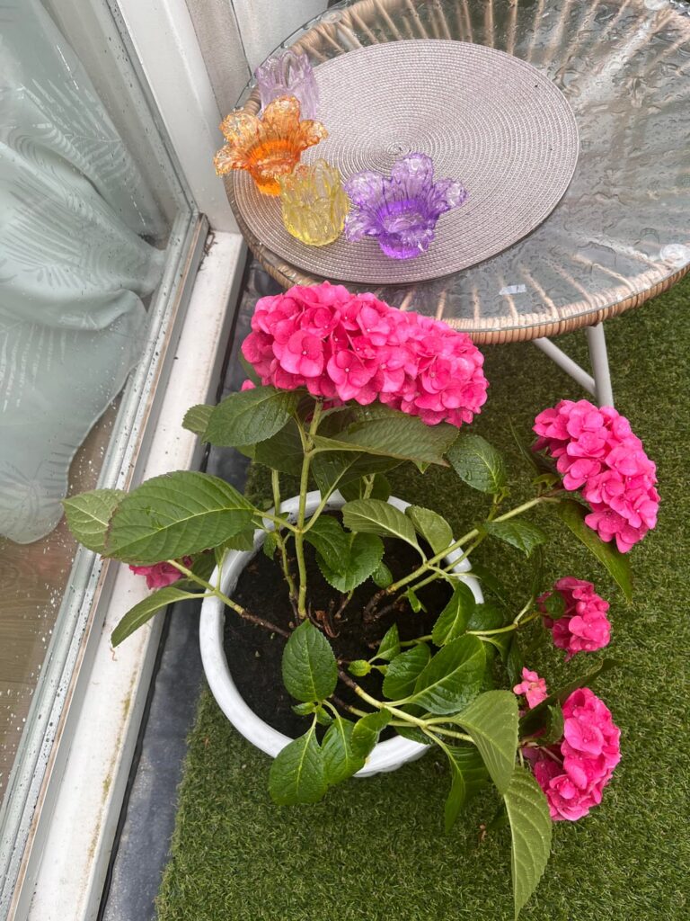 My Hydrangea collapsed