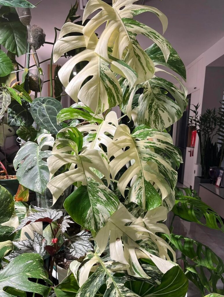 Some people build social circles. I built a jungle. Honestly… way less drama. 🌴
