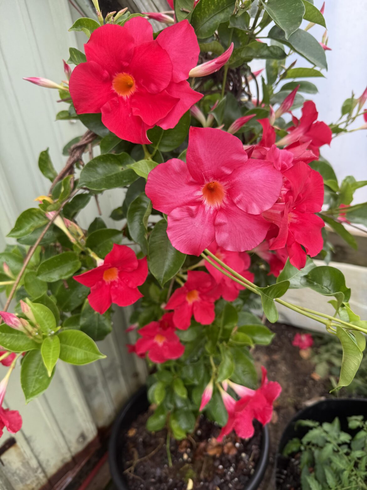 My mandevilla is finally blooming 🌺” * “Proud of my mandevilla growth” * “My favorite flowering plant right now” * “My mandevilla exploded with blooms”