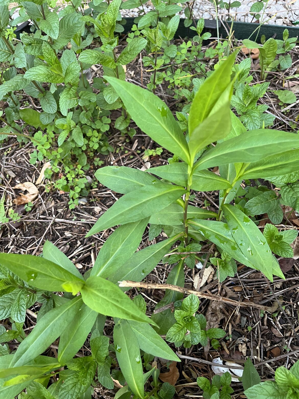 Hopefully not knotweed