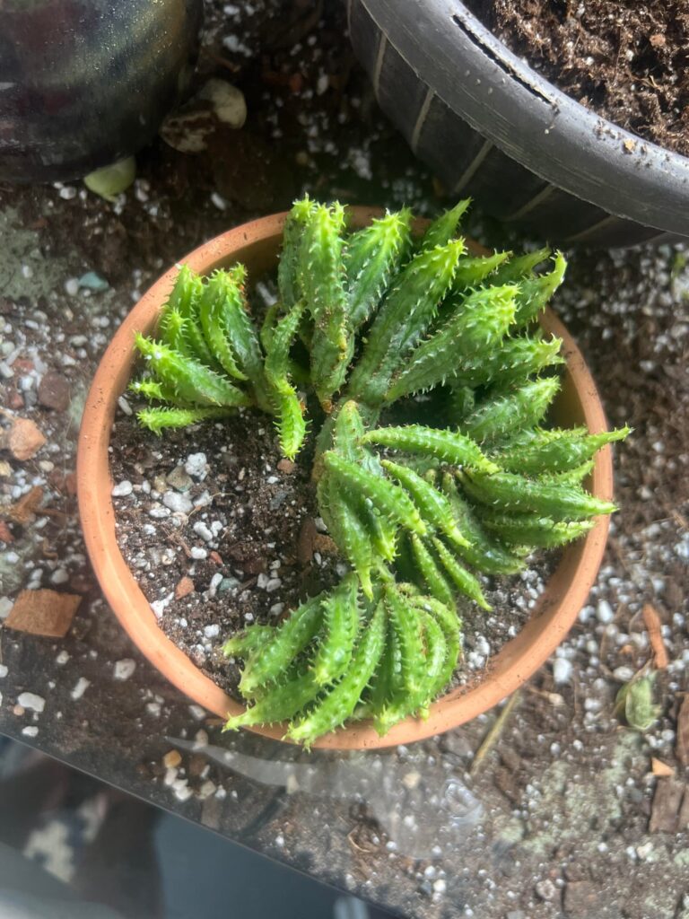 Euphorbia Mammillaris advice