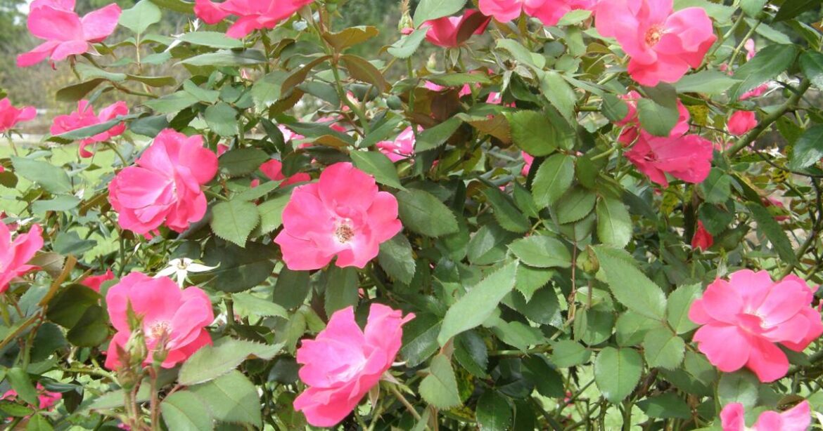 Why do I see black spots on my Knock Out roses? Ask Dan Gill | Home/Garden