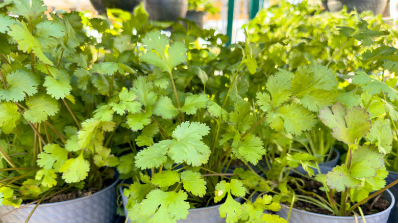 Cilantro plants growing in pots outdoors