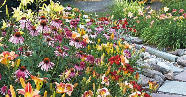 GARDEN COLUMN: How to grow coneflowers in your garden | Community GARDEN COLUMN: How to grow coneflowers in your garden | Community