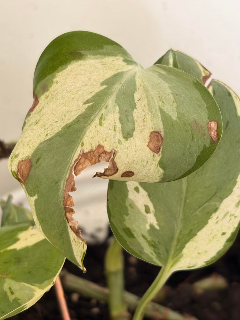Possible Thrips?