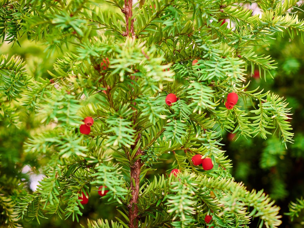 taxus baccata evergreen yew tree foliage close up. european yew tree with mature and immature red seed cones, poisonous plant with toxins alkaloids. beautiful evergreen tree branches background