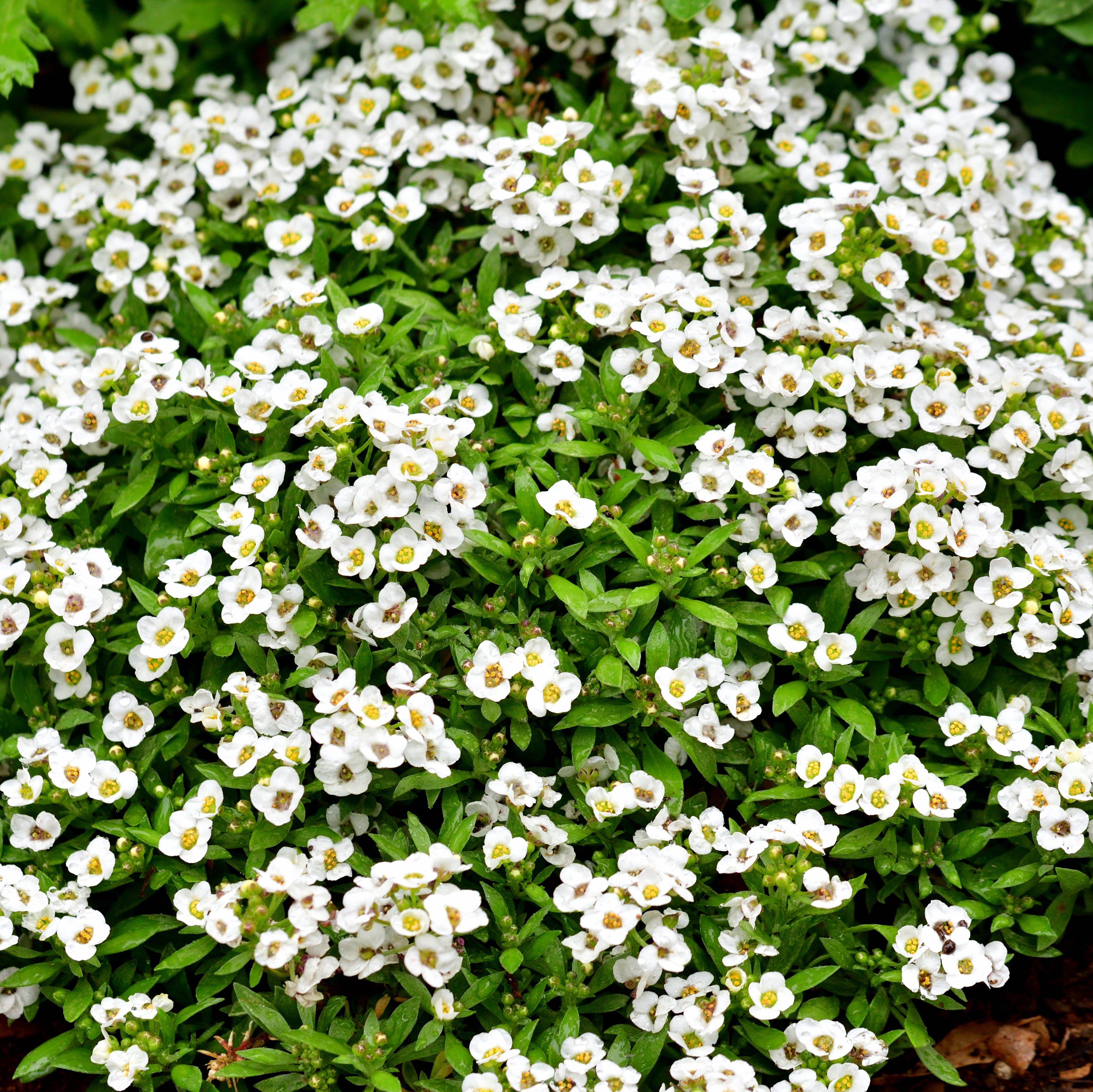 Alyssum: A Low Growing Flowering Plant with Sweet-smelling Flowers