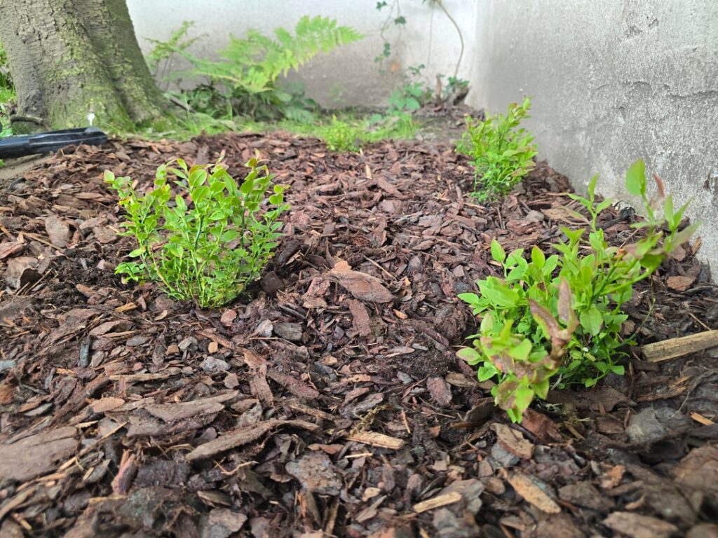 Trying to grow Scandinavian Blueberries (Billberries)