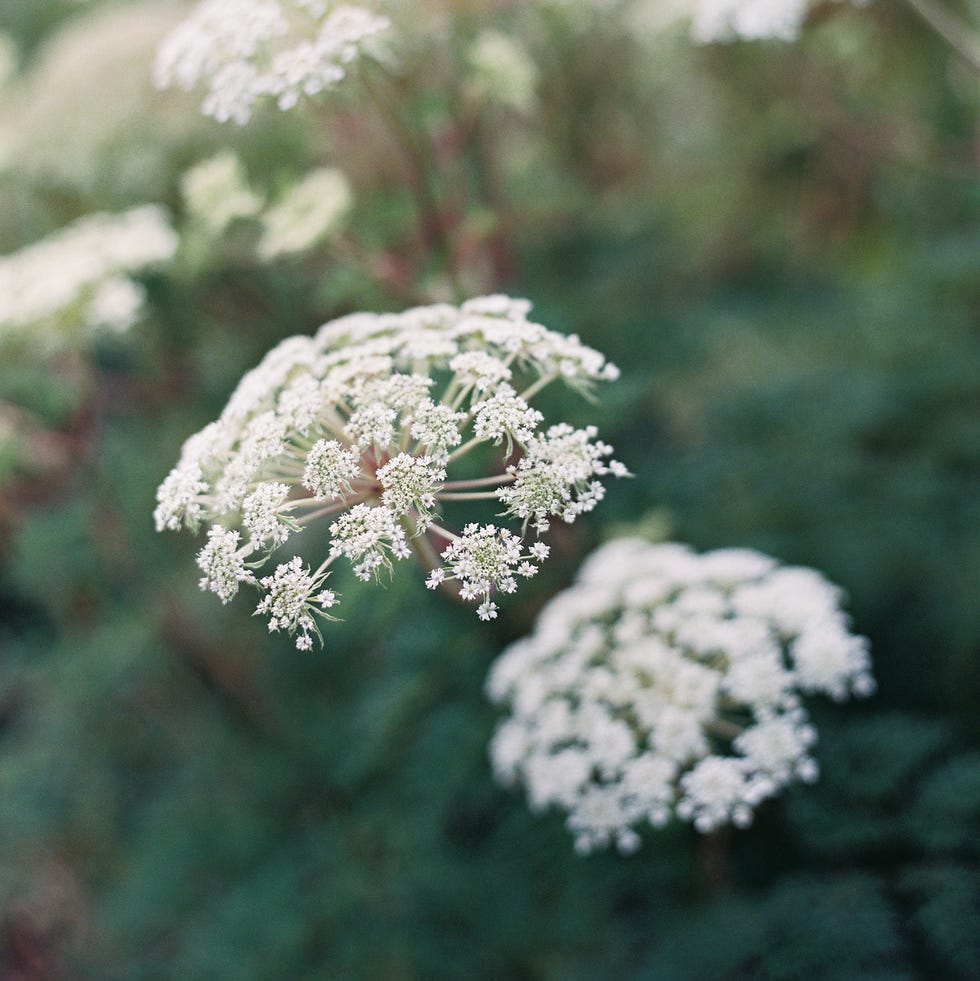 Ammi Majus close up of a delicate white flower popping against a background of dark green foliage. ammi majus, commonly called bishops flower, false bishops weed, laceflower, bullwort or queen annes lace, is a member of the carrot family apiaceae.