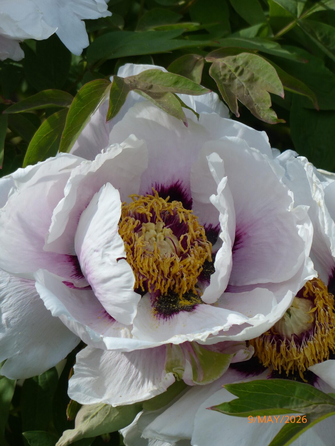 The details inside this Tree Peony are incredible. [OC]