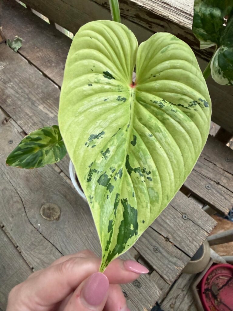 Update on my variegated Plowmanii.