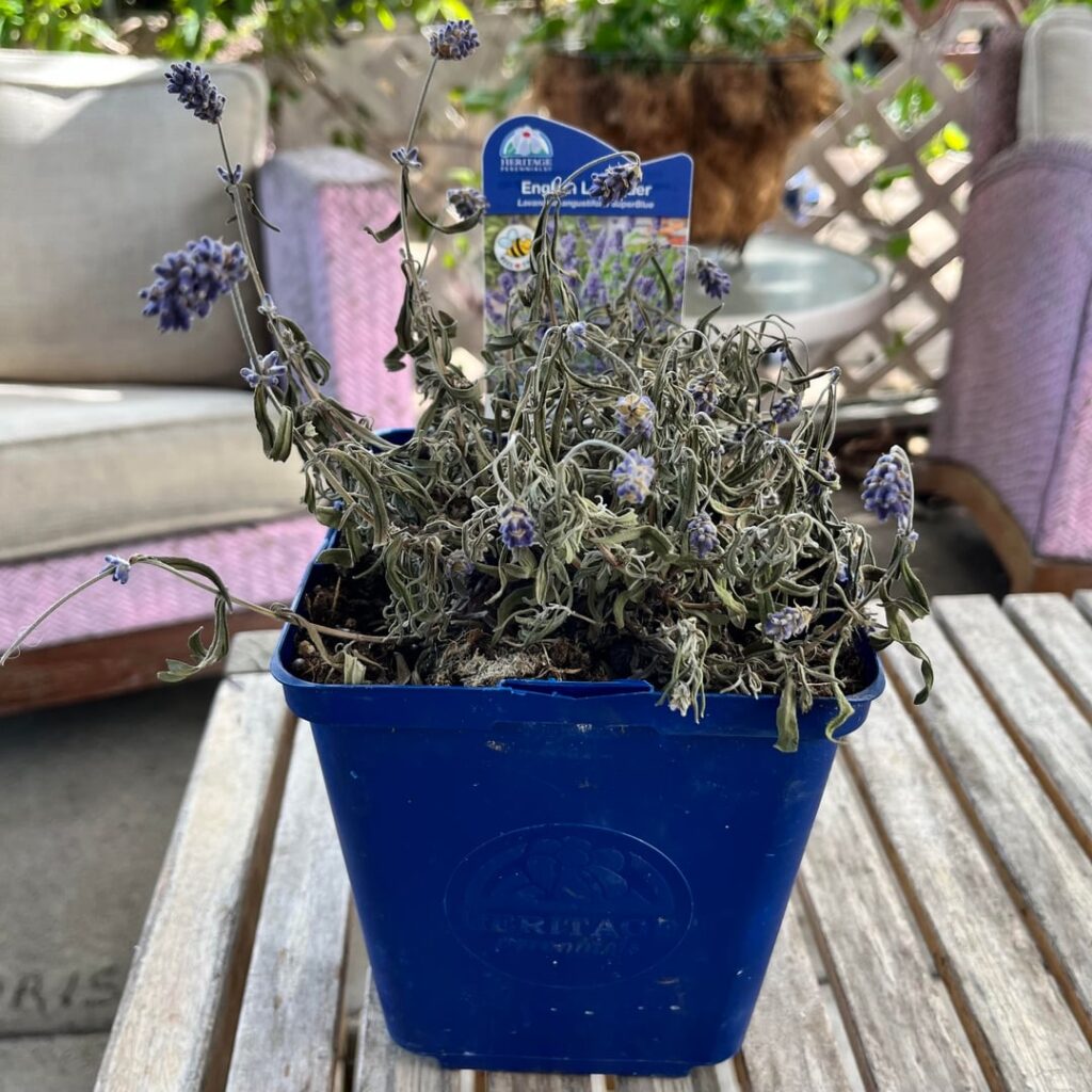 What is wrong with my lavender? What is wrong with my lavender?
