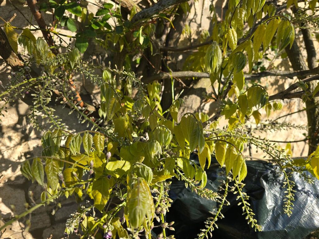Is there a problem with my wisteria