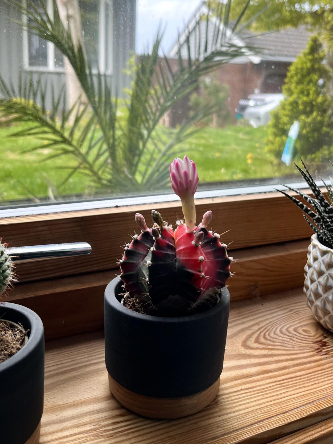 Gymnocalycium mihanovichii variegata first flower!