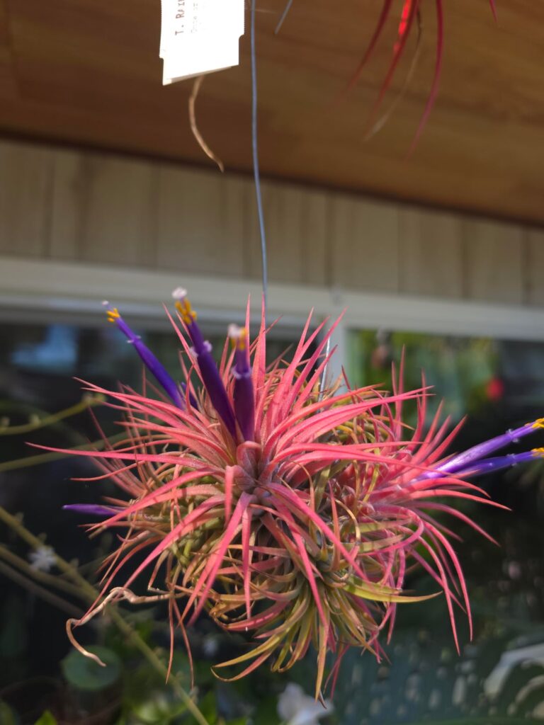 My rubra is blooming!