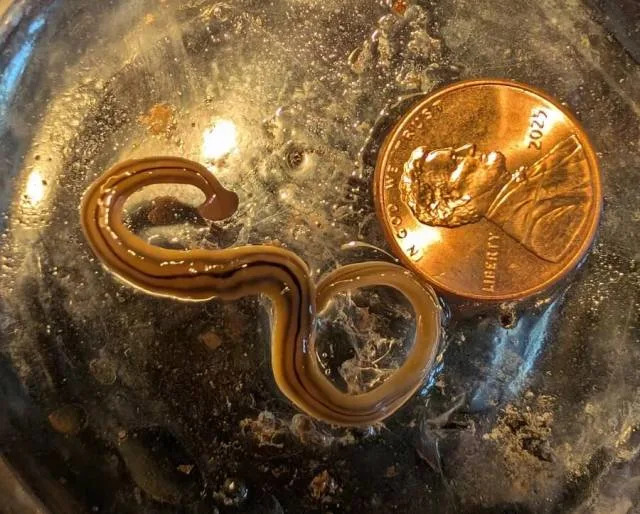 A slim, brown-striped worm curled next to a penny on a textured surface.