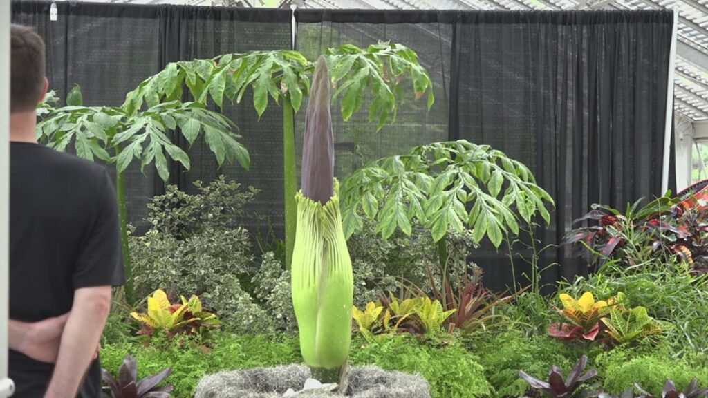 Rare corpse flower nears bloom at Shangri La Gardens in Orange Rare corpse flower nears bloom at Shangri La Gardens in Orange