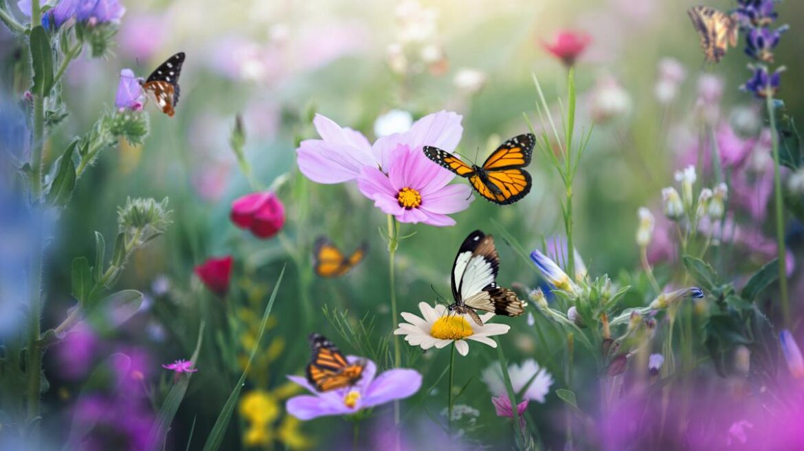 Attract Lovely Butterflies To Your Yard With A Uniquely Shaped Flower Attract Lovely Butterflies To Your Yard With A Uniquely Shaped Flower
