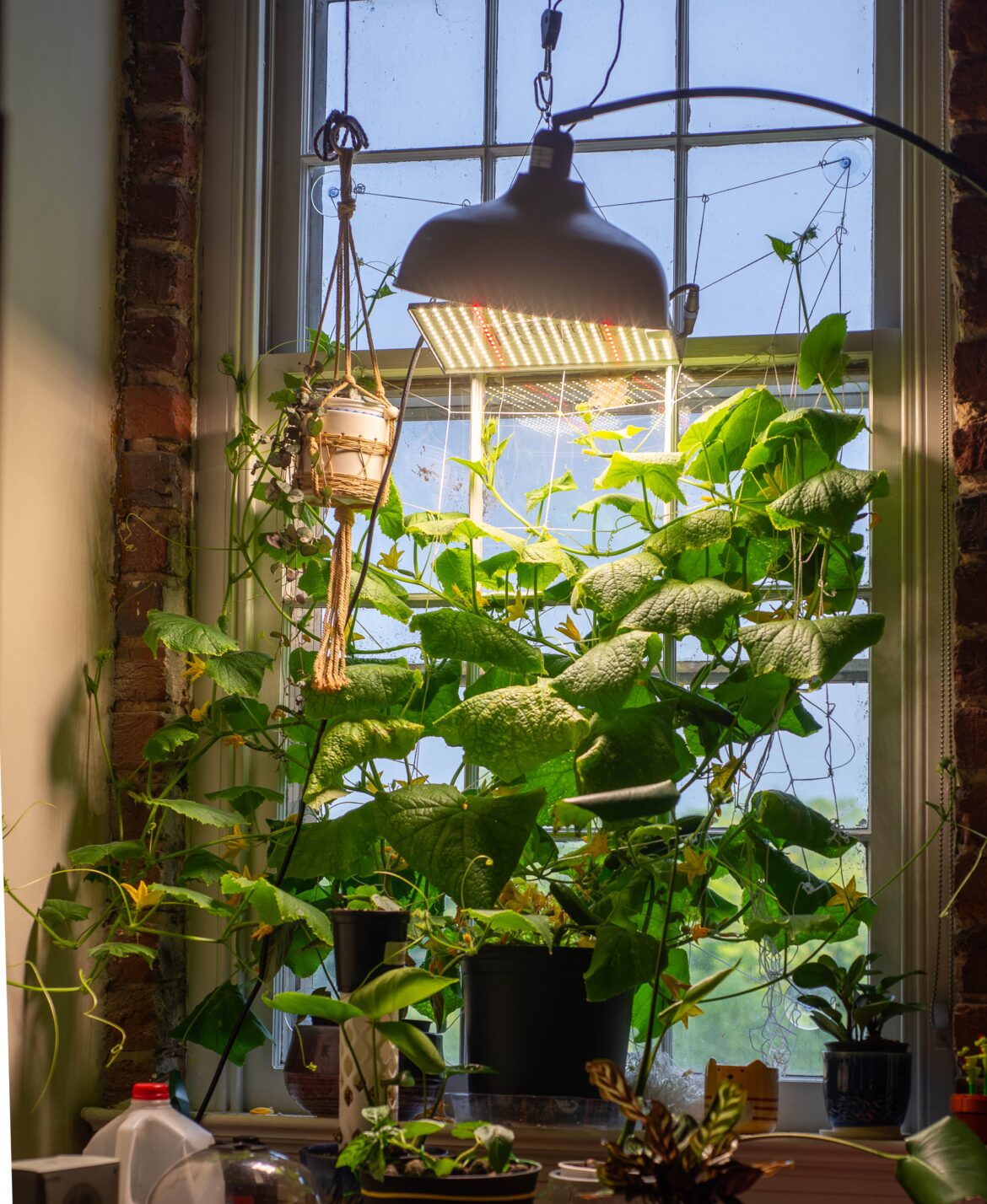 Just me and the cucumber plant that people told me would never survive in a 2.5gal pot indoors